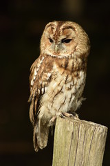 Tawny Owl on black background