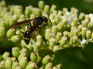 Wasp