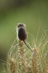 Harvest Mouse sitting on an ear of wheat