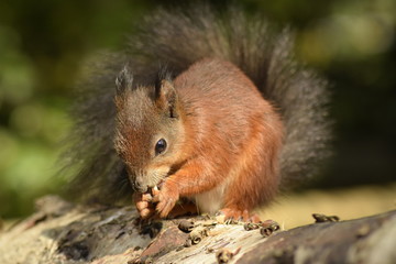 Obraz premium Red Squirrel with black tail