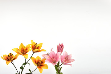Delightful lilies bloom isolated on white background