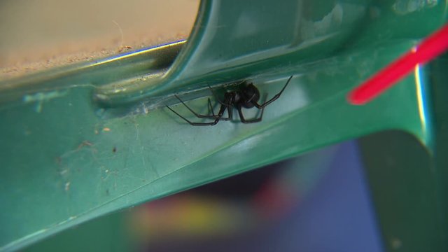 A redback spider hiding on the underside of a lawn chair being prodded with a red straw