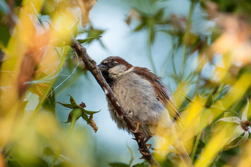 Sparrow on the tree in summer time.Sparrow in nature