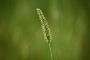 closeup of green grass