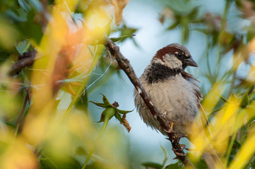 Sparrow on the tree in summer time.Sparrow in nature