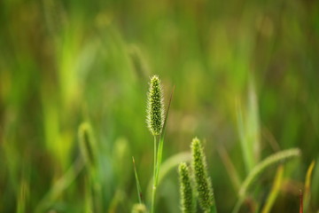 closeup of green grass