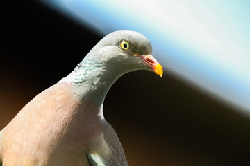 woodpigeon