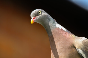 woodpigeon