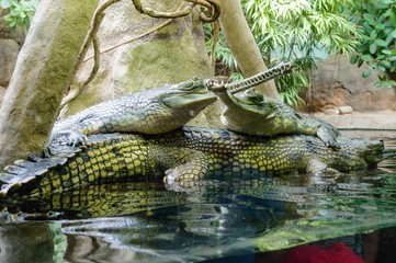 Ganga gavial in the water
