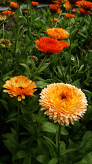 here they are flowers, our legs.