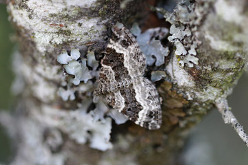 Papillon camouflage © Floki Fotos