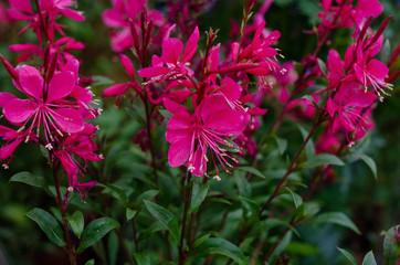 close up of colorful flower in bright day