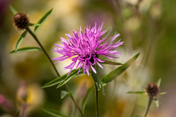 thistle flower