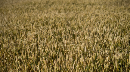 Heads of a summer wheat (genus Triticum) in blurred background of the huge crop field. Evening with low sun that casts golden light over the field in wind. Mid July in Estonia, Europe.
