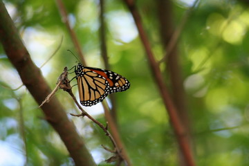 Monarch on the creek
