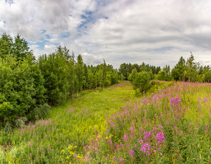 Summer landscape cloudy sky and blooming Ivan-tea in the Leningrad region.