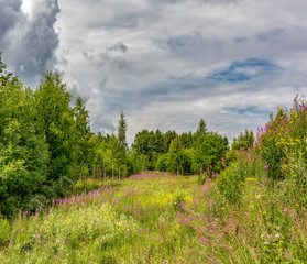 Summer landscape cloudy sky and blooming Ivan-tea in the Leningrad region.