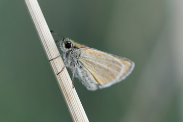 papillon