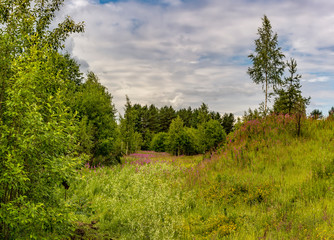 Obraz premium Summer landscape cloudy sky and blooming Ivan-tea in the Leningrad region.
