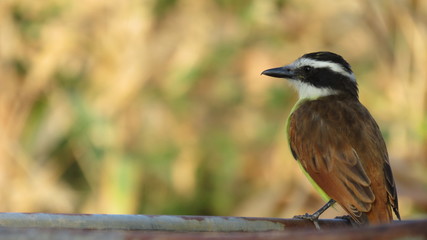 Obraz premium bird on a branch