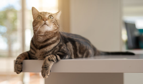 Beautiful short hair cat lying on white table at home