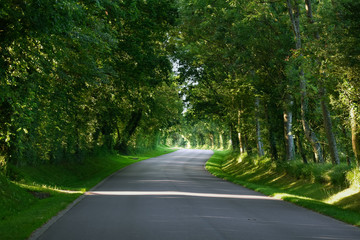 Obraz premium A curvy asphalt road through a green forest. Normandy, France.
