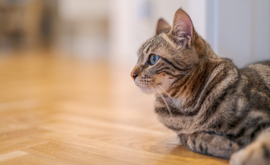 Fototapeta na wymiar Beautiful short hair cat lying on the floor at home