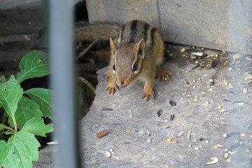 Chipmunk
