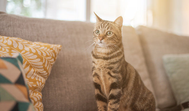 Beautiful short hair cat lying on the sofa at home