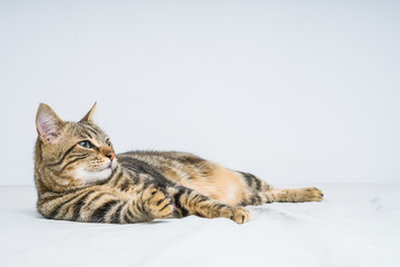 Beautiful short hair cat lying on the bed at home