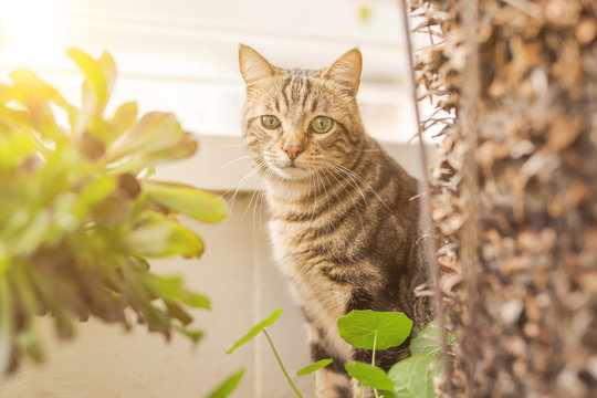 Beautiful short hair cat playing with plants at the garden on a sunny day at home