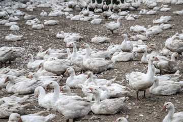 geeses in a goose farm