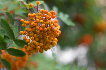 rowan berries tree nature closeup garden medicine