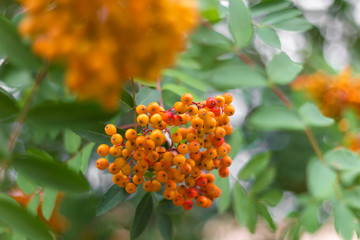Fototapeta premium rowan berries sorbus nature blackbird healthy cranberry
