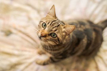 Beautiful short hair cat lying on the bed at home