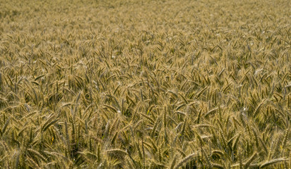 Heads of a barley (Latin: Hordeum vulgare) in blurred background of the huge crop field. Early morning with low sun that casts golden light over the field in wind. Mid July in Estonia, Europe.
