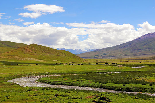 Cows graze in pasture by mountains