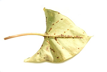 Leaf heavily infested by scale insects coccoidea isolated on white background