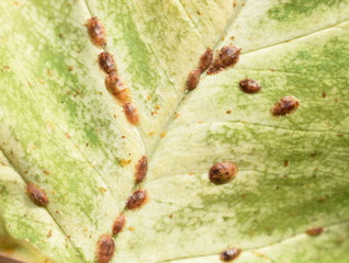 Leaf heavily infested by scale insects coccoidea © hhelene