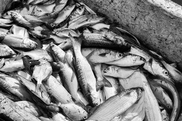 Ilha de Itamaracá - Pernambuco