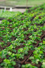 Close up of Flower and Vegetable Seedings in Greenhouse