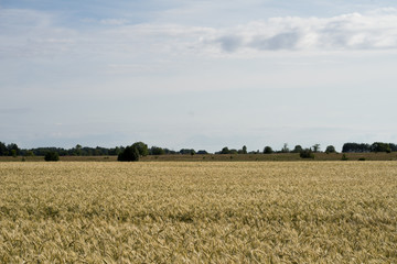 Fototapeta na wymiar Summer wheat (genus Triticum) field, Morning with low sun that casts golden light over the field in wind blueish skyline ove rural landscape. Mid July in Estonia, Europe.