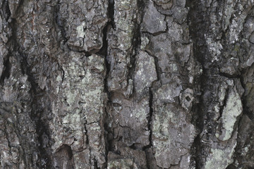 background of old tree back