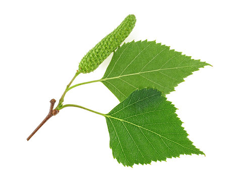 Young birch branch with buds and leaves isolated on a white background