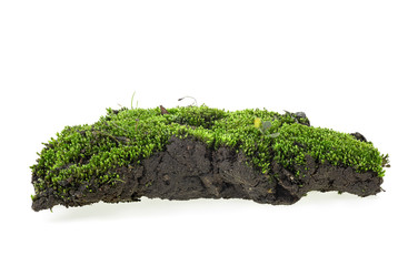 Green moss on a white background