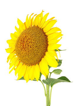 Flower of sunflower isolated on a white background