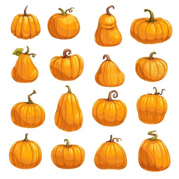 Pumpkin vegetable icons of autumn squash or gourd