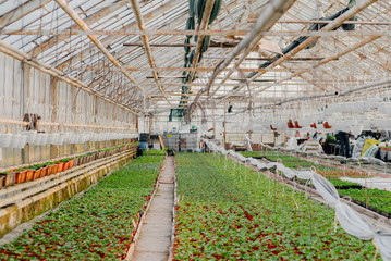 Close up of Flower and Vegetable Seedings in Greenhouse