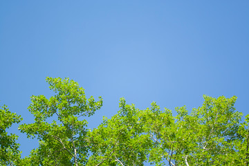 Green leaves and sky background. Fresh green leaves dense of Tilia or linden. tree and sky background