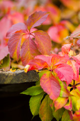Red leaves of wild grapes on a blurred background. Autumn colored leaves in the sun. Background from multicolored leaves. Copy space